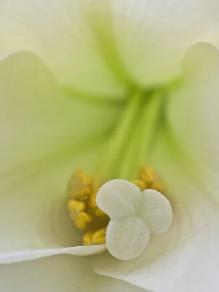 Easter lily stamen — Stock Photo, Image