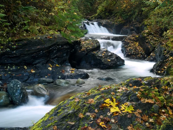 秋天的叶子 alonside 山中的小溪 — 图库照片