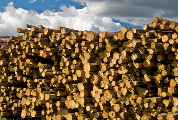 Stapels van pine logs — Stockfoto