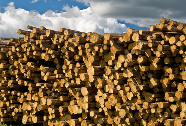 Stacks of Pine Logs