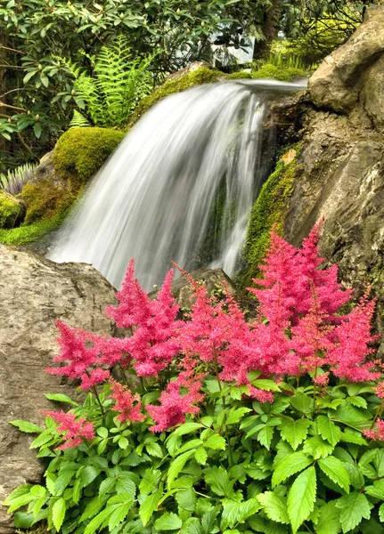 Pink astilbe and waterfall — Stock Photo, Image