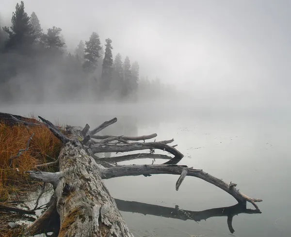 Ködös tó — Stock Fotó