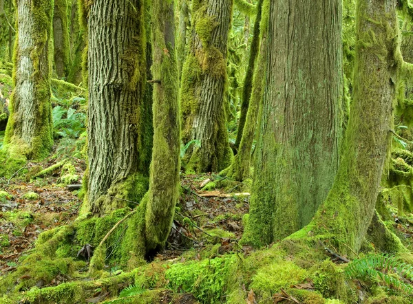 Forêt pluviale moussue — Photo