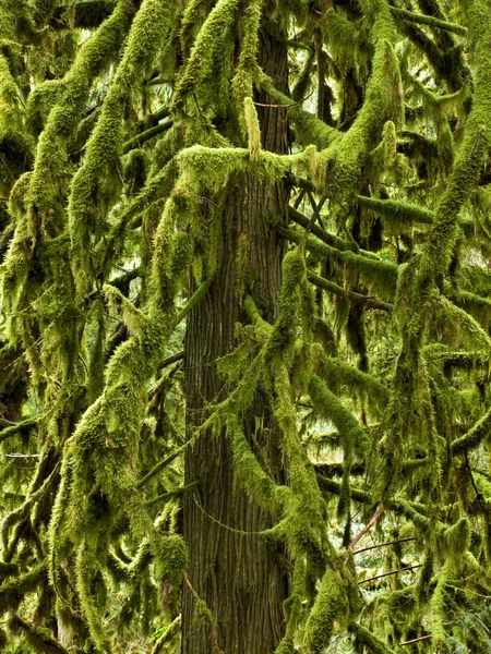 Moss covered western red cedar — Stock Photo, Image