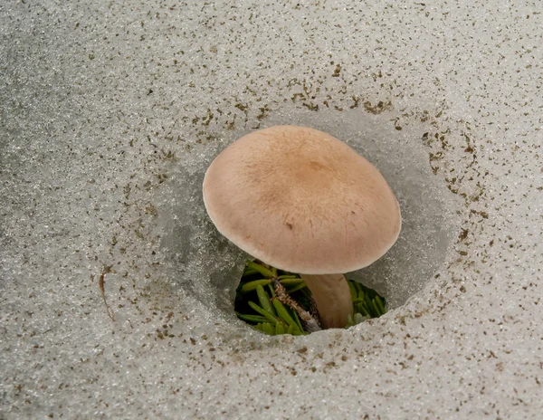 Mushroom in snow — Stock Photo, Image