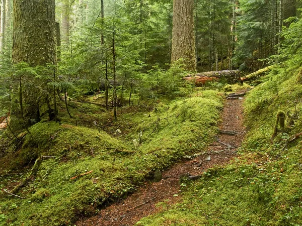 Staré růst lesní cesta — Stock fotografie