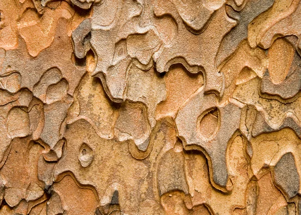 ポンデローサ松の樹皮 — ストック写真