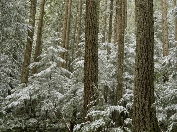 大雪覆盖杉木林 — 图库照片