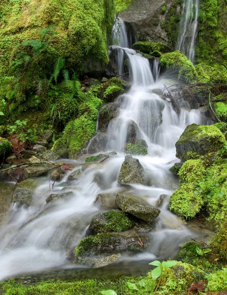 Pacific northwest mossy waterval — Stockfoto