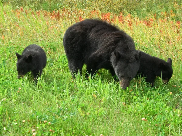 Három fekete medve — Stock Fotó