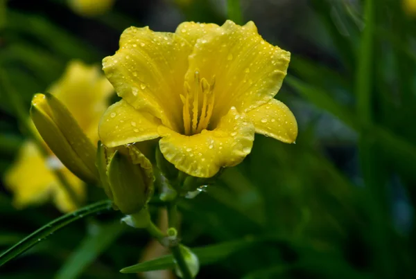 Žlutá lilie v dešti — Stock fotografie