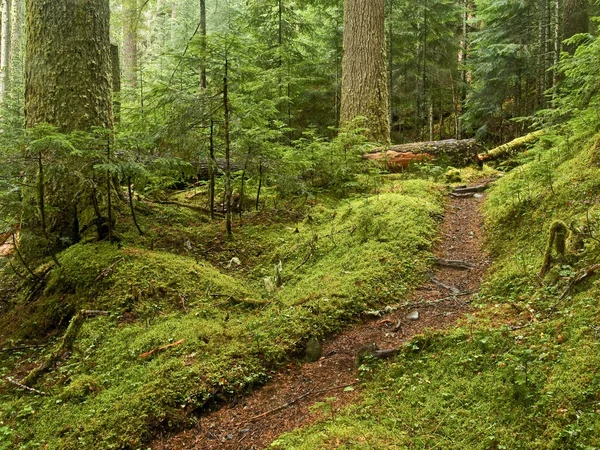 Antiguo crecimiento Forest Path Imagen De Stock