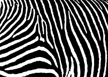 Zebra pattern large clipart