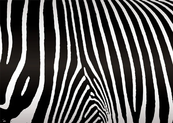 Zebrafell — Stockvektor