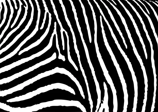 Zebramuster groß — Stockvektor