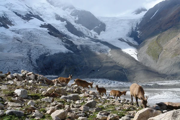 Stock image Wild goats in mountains