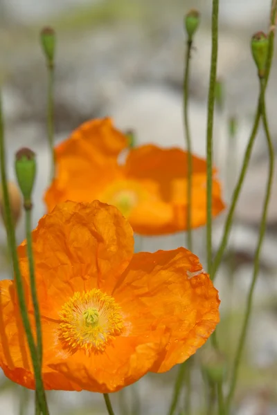 stock image Sun flowers