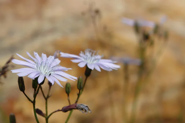 stock image Flowers sky