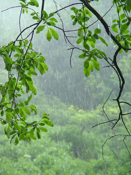 stock image Summer rain