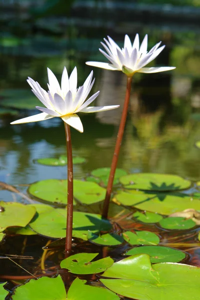 Flores delicadas en el agua — Foto de Stock