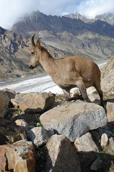 stock image In mountains