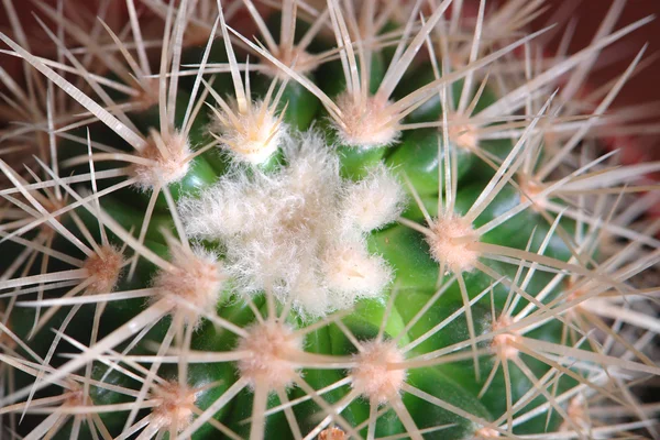 Cactussen — Stockfoto