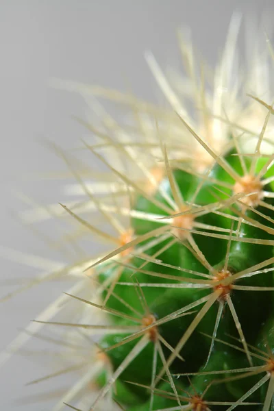 Kaktuszok — Stock Fotó