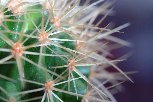 Kaktuszok — Stock Fotó