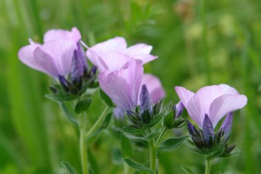 Flowering flax clipart