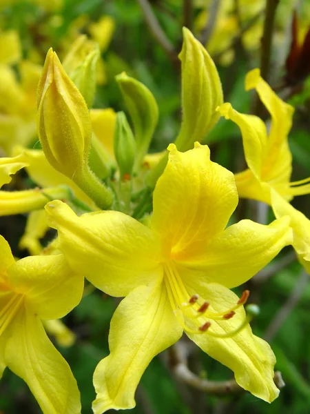 stock image Yellow Azalea