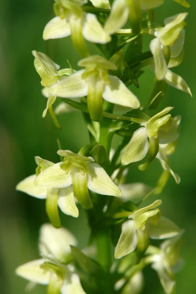 Stock image Lesser Butterfly-orchid