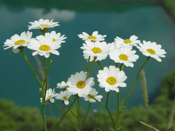 Delicadas flores blancas sobre un fondo oscuro Imagen de archivo