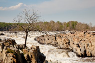 Gaunt ağacın önünde great falls