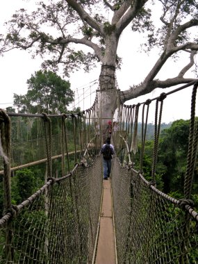 Aerial Walkway at Kakum clipart