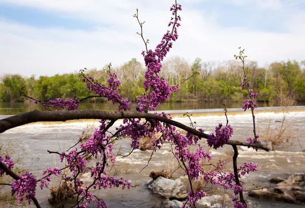 Potomac baraj tarafından kırmızı çiçekleri Close-Up — Stok fotoğraf