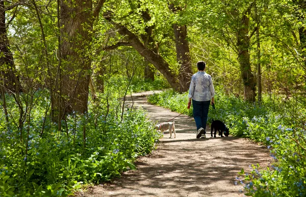 stock image Lady with dogs on path in Bluebells