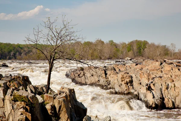 Gaunt tree in front of Great Falls — Stock Photo, Image