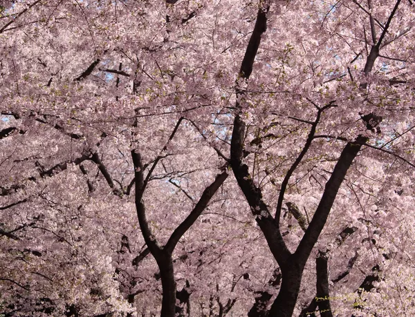 Kirschblütenstämme und Blumen — Stockfoto