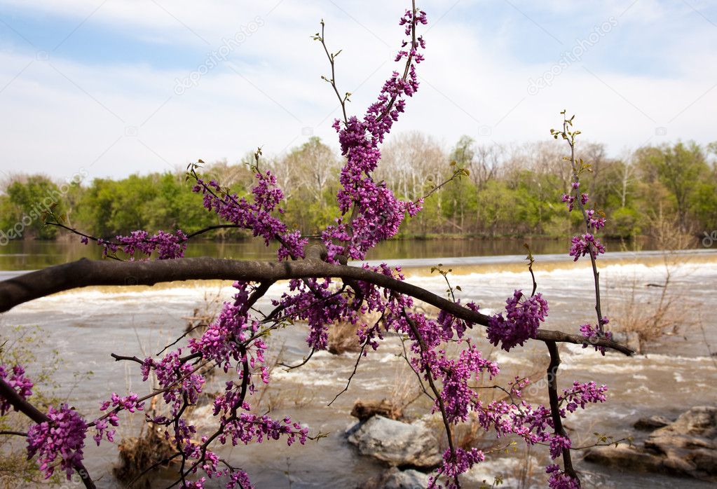 Close-up of red blossoms by Potomac Dam