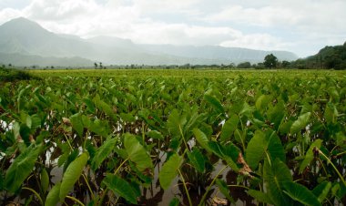 Taro plants in Hanalei valley clipart