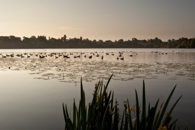 Ducks on Ellesmere Lake in sunrise light clipart