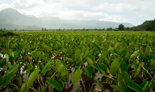 Taro plants in Hanalei valley — стокове фото
