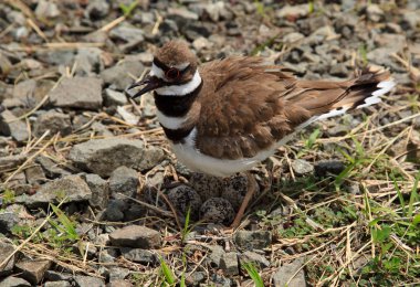 Close-up of Killdeer bird by nest clipart