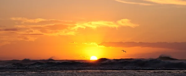 Puesta de sol sobre el océano tormentoso con un bir — Foto de Stock