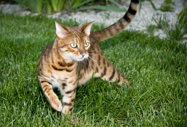 Bengal tiger katt stirrar på objekt — Stockfoto