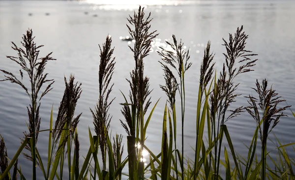 Backlit grasses against sunlight — Stock Photo, Image