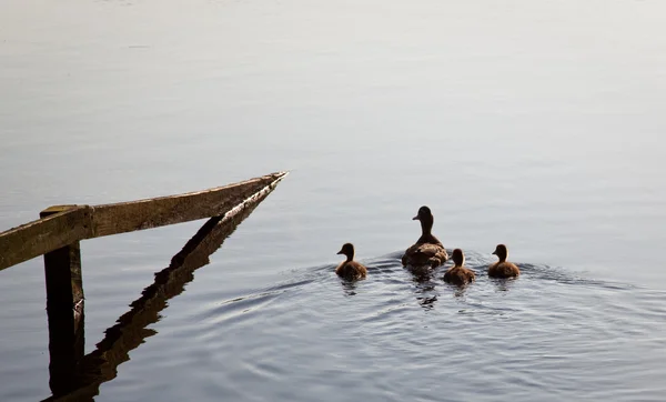 Ducks and ducklings swim by fence — Stock Photo, Image