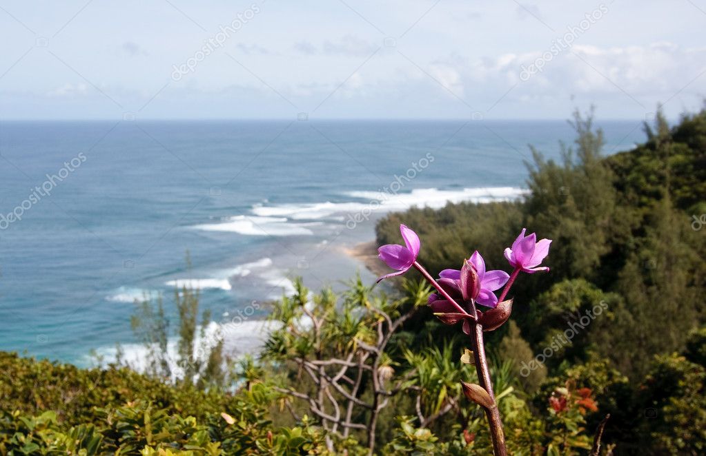 Fleur violette sur la plage de Ke'e image libre de droit par steveheap ©  #1050749
