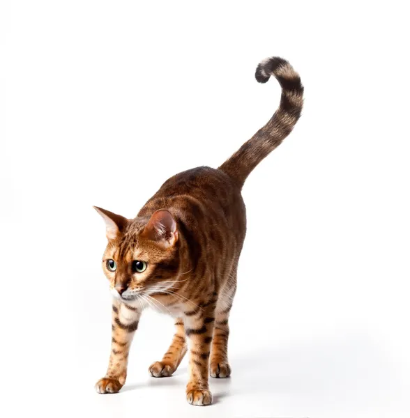 Bengal kaplanı kedi nesneye bakarken — Stok fotoğraf