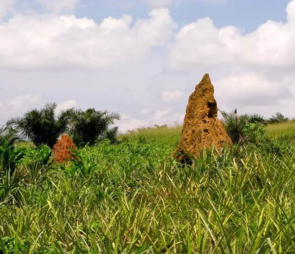 Τερμιτών ανάχωμα στην Γκάνα, Δυτική Αφρική — Φωτογραφία Αρχείου